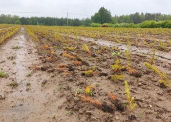 Staigūs orų pokyčiai nepalankūs miškui | lrv.lt nuotr.