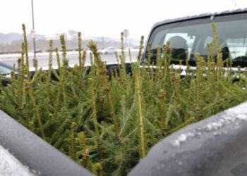 Kur išnešti kalėdinę eglutę po švenčių? | lrv.lt nuotr.