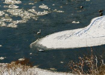 Žiemojantys paukščiai | am.lrv.lt nuotr.