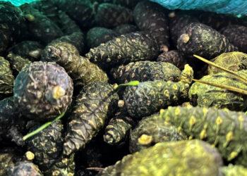 Kankorėžiai | am.lrv.lt nuotr.