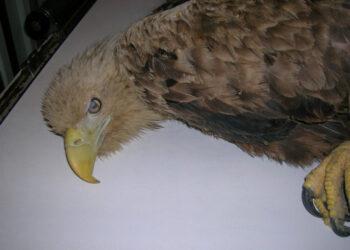 Paukštis | am.lrv.lt nuotr.