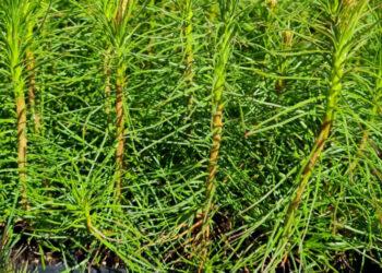 Miško sodinukai | am.lrv.lt nuotr.