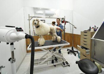 Gyvūnų ligoninė | protovetra.lt nuotr.