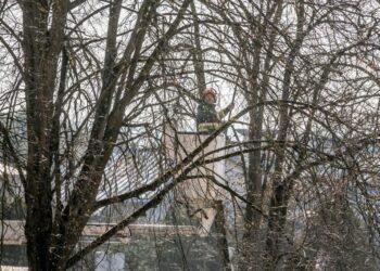 Medžių genėjimas | vilnius.lt nuotr.