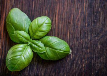 Bazilikai, priekoniai | pixabay.com, Monicore nuotr.