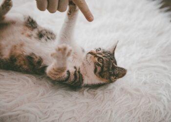 Kilimas, katė | pixabay.com, florianhoellmueller nuotr.