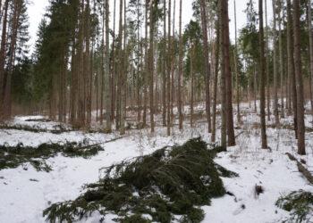 Raginama miškų savininkus apžiūrėti savo miškus | am.lrv.lt nuotr.