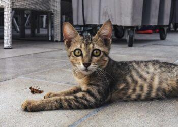 Katė pagavo tarakoną | pixabay.com, GooseB nuotr.