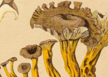„Konstantino Prošinskio fenomenas: grybų piešiniai“ | VU nuotr.
