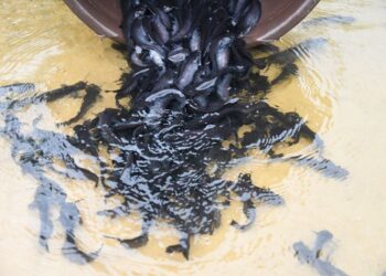 Žuvų jaunikliai | zuv.lt nuotr.