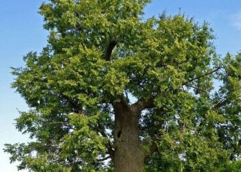 Meškėnų liepa | arboristai.lt nuotr.