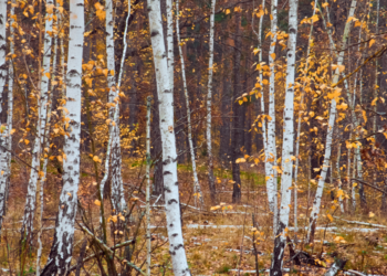 Beržai | am.lrv.lt nuotr.