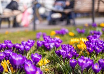 Gėlės, krokai | S. Žiūros nuotr.