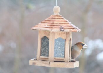 Ornitologai pataria kaip pasirūpinti paukščiais artėjant šalčiams | birdlife.lt nuotr.