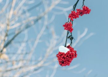 Sniegas, žiema | pixabay,com, Niko Shogol nuotr.