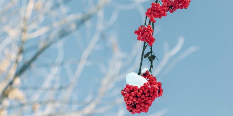 Sniegas, žiema | pixabay,com, Niko Shogol nuotr.