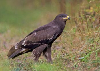 Erelis rėksnys | D. Babelio nuotr.