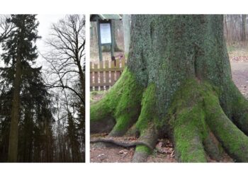 Įdomiausia saugoma egle pripažinta Renavo žaliaskarė | am.lrv.lt nuotr.