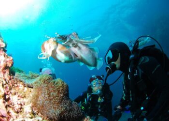 Nardymas | pixabay.com, Ggungpa0 nuotr.