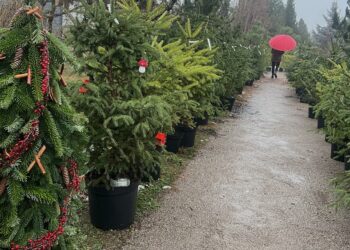 Klaipėdos universiteto botanikos sodas kviečia Kalėdas švęsti tvariai ir siūlo eglučių nuomą | ku.lt nuotr.