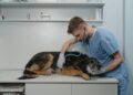 Veterinarija ir technologijos: kaip naujoviškos technologijos keičia gyvūnų priežiūrą? | voruta.lt nuotr.