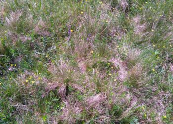 Briedgaurynai | vstt.lrv.lt nuotr.