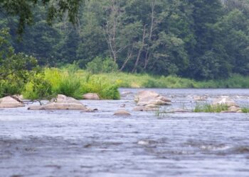 Ar žinote, kas yra rėva ir kodėl jas reikia saugoti? | vstt.lrv.lt nuotr.