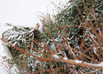 Kitą savaitę – laikas nupuošti eglutes. Kaip rūšiuoti šventines atliekas? | am.lrv.lt nuotr.