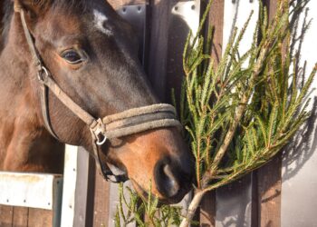 Molainių žirgynas Daiva Zavadskienė | P. Židonio nuotr.