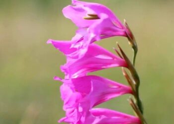 Valstybinės miškų tarnybos saugykloje – nauji retųjų augalų rūšių sėklų pavyzdžiai | am.lrv.lt nuotr.