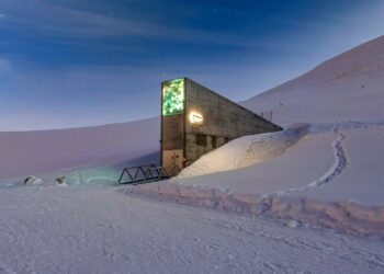 Į Svalbardo salyną Valstybinė miškų tarnyba perdavė saugoti antrą siuntą Lietuvos augalų sėklų | amvmt.lt nuotr.