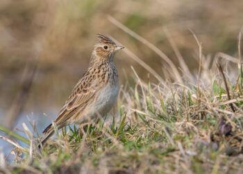 Dirvinis vieversys | D. Račkauskaitės nuotr.