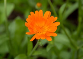 Vaistinė medetka | vdu.lt nuotr.