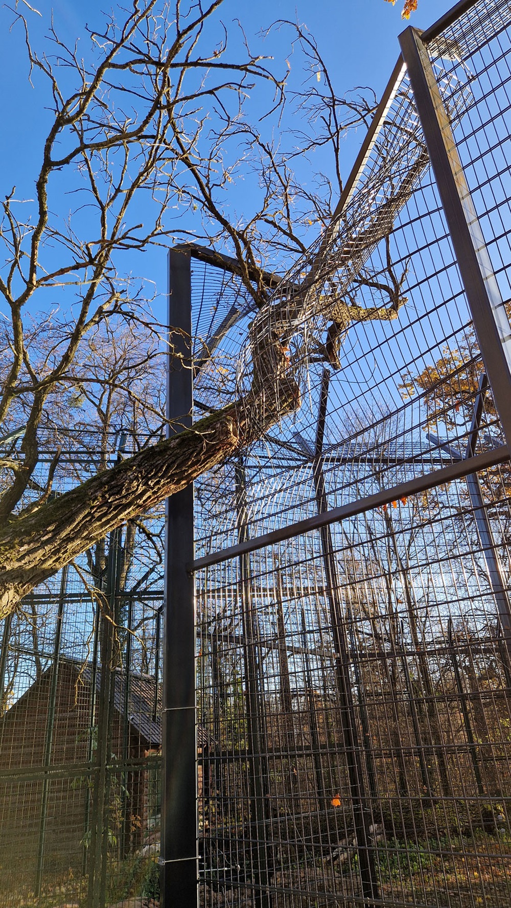Medžių padaryta žala Lietuvos zoologijos sode 2024 m. | zoosodas.lt nuotr.