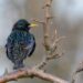 Varnėnas (Sturnus vulgaris) | D. Račkauskaitės nuotr.