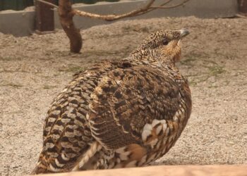 Kurtiniai grįžta į Karšuvos girią