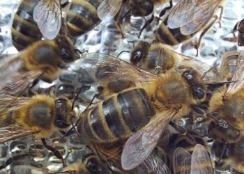 Tamsioji medunešė bitė