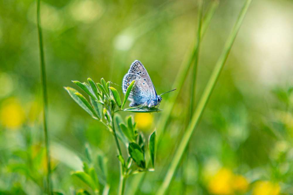Tarptautinė biologinės įvairovės diena