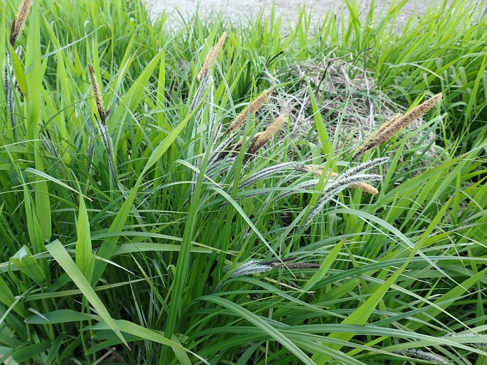 Menininkai kviečia stabtelėti prie upės: Santakoje gimsta žemės meno kūriniai | kmn.lt nuotr.