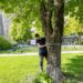 Medžių surašymas