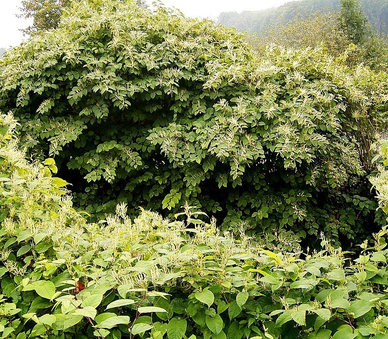 Japoninė reinutrė (Reynoutria japonica) | Vikipedijos nuotr.