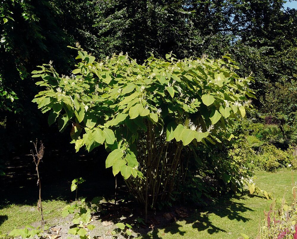 Sachalininė reinutrė (Reynoutria sachalinensis) | Vikipedijos nuotr.