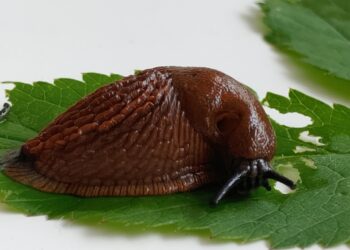 Ispaninis arionas – svetimžemė rūšis | vstt.lrv.lt nuotr.