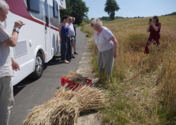 Apeiginė rugiapjūtė | Alkas.lr, J. Vaiškūno nuotr.