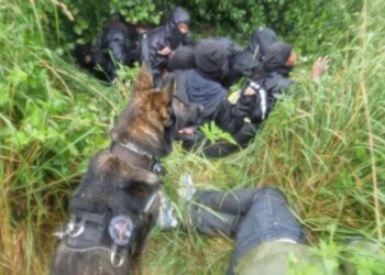 Pasieniečių šuo Grau | VSAT nuotr,