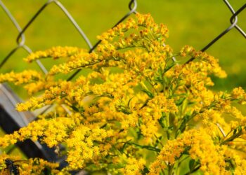 Invazinis augalas – rykštenė: aplinkosaugininkai primena jų daromą žalą gamtai