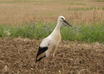 Baltojo gandro jauniklis