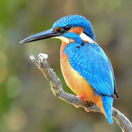 Paprastasis tulžys (Alcedo atthis)