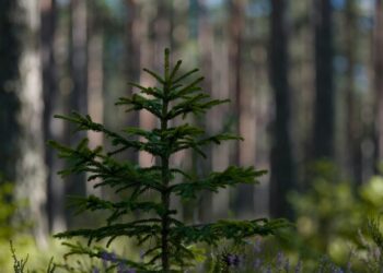 Kaip genetikai padeda Lietuvos miškams