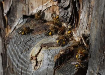 Medkopio pabaigos šventė Aukštaitijos nacionaliniame parke